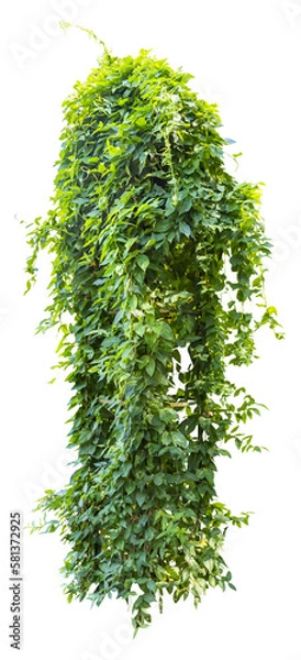 Obraz Isolated PNG cutout of an ivy plant on a transparent background, ideal for photobashing, matte-painting, concept art