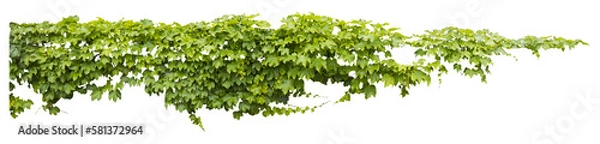 Obraz Isolated PNG cutout of a grape ivy plant on a transparent background, ideal for photobashing, matte-painting, concept art