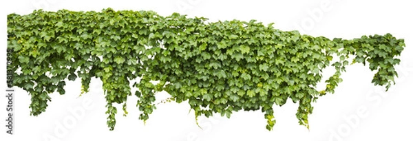 Obraz Isolated PNG cutout of a grape ivy plant on a transparent background, ideal for photobashing, matte-painting, concept art
