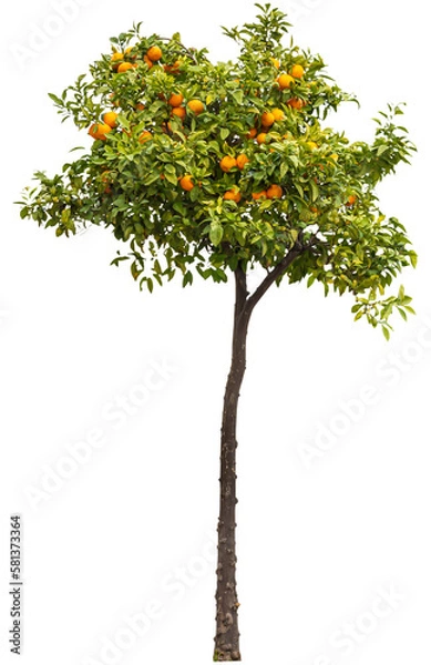 Obraz Isolated PNG cutout of a small orange tree on a transparent background, ideal for photobashing, matte-painting, concept art