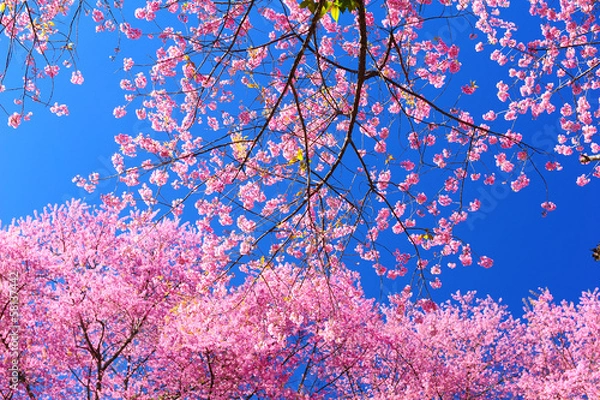 Obraz Sakura Cherry Blossom Flowers in Spring Season