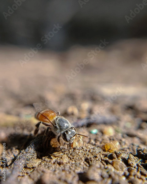 Obraz the bug on the ground