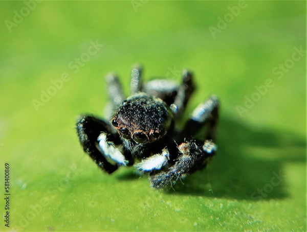 Obraz spider on a green leaf