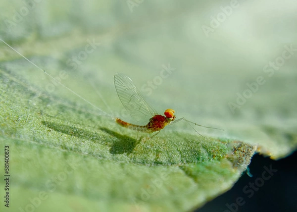 Obraz red dragonfly on a green leaf