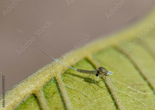 Obraz dragonfly on a green leaf