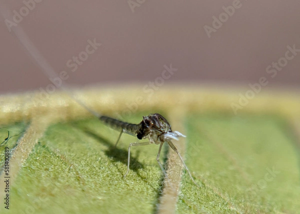 Obraz dragonfly on a green leaf