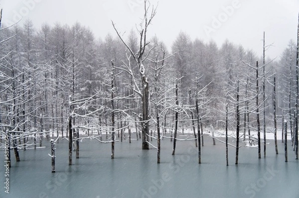 Obraz 初雪の青い池