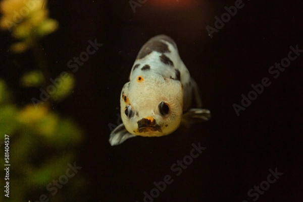 Obraz aquarium goldfish