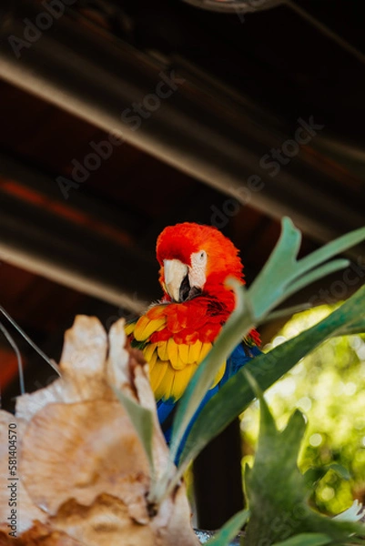 Fototapeta macaw parrot sitting on a branch