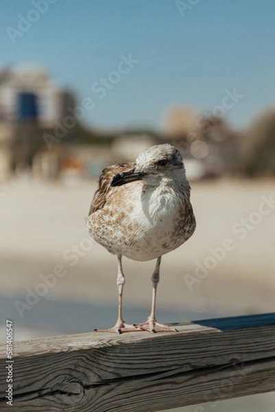 Obraz seagull chick closeup