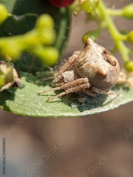 Obraz unique spider on a leaf
