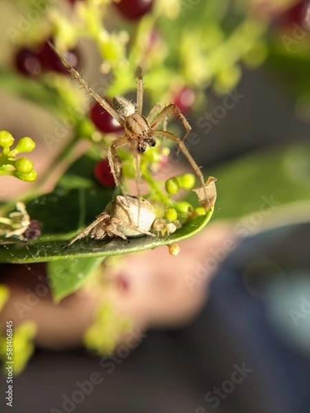 Obraz unique spider on a leaf