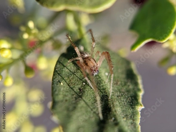 Obraz unique spider on a leaf