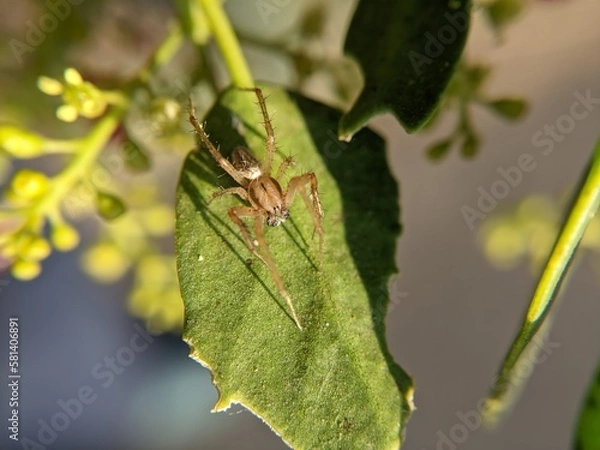 Obraz unique spider on a leaf