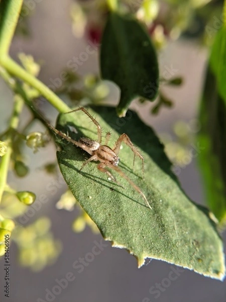 Obraz unique spider on a leaf