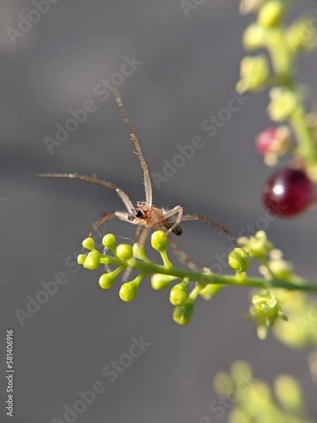 Obraz unique spider on a leaf