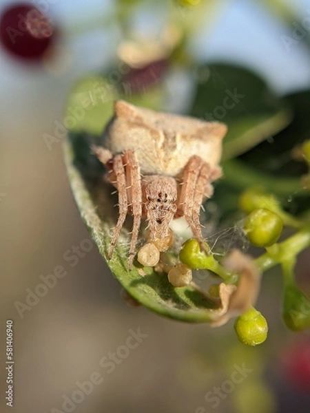 Obraz unique spider on a leaf