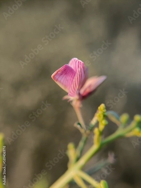 Obraz little red flower