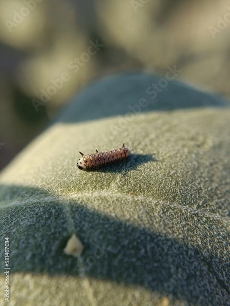 Obraz bug on a leaf