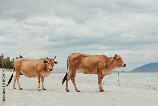 Obraz red cows on the white beach