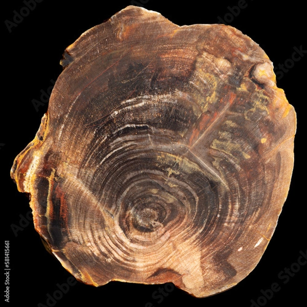 Fototapeta A section of the trunk of a petrified wood with preserved structure and annual rings isolated on a black background