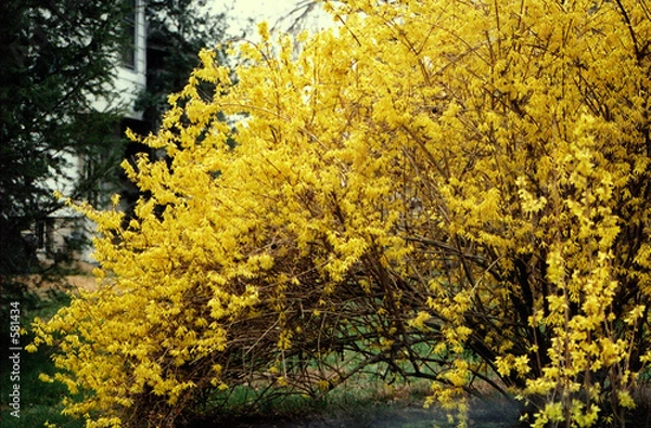Obraz forsythia