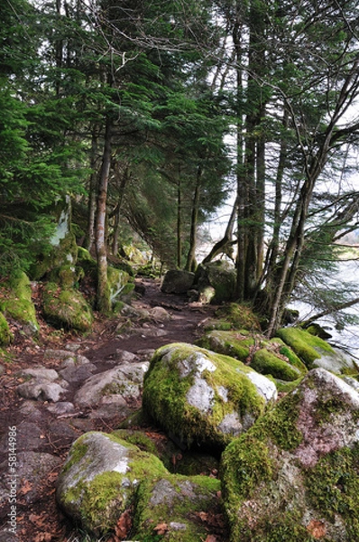 Fototapeta Bord du lac de gerardmer dans les vosges