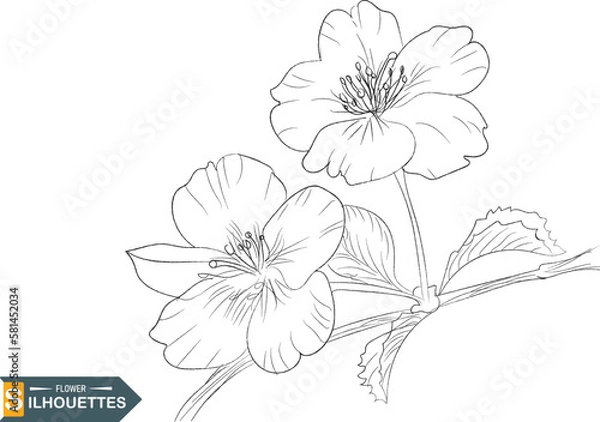 Fototapeta Line art of flowers and plants vector set design on transparent background