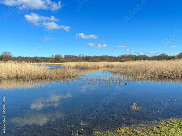 Obraz Natural area Kromslootpark in the Dutch city of Almere.