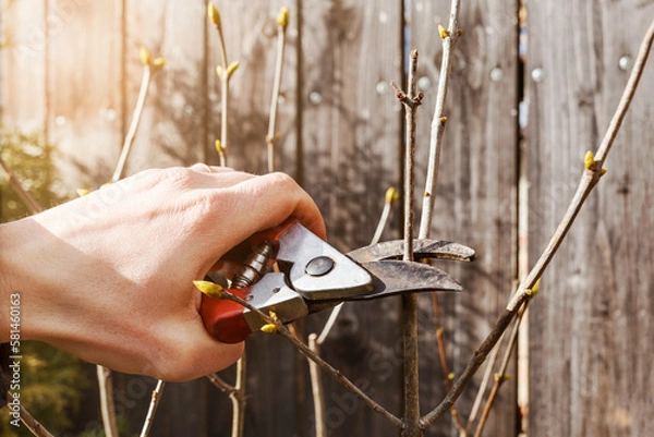 Fototapeta Pruning Tree with Pruning Shears or Secateurs in Spring. Farmer Hand Prunes and Cuts Branches of Tree in Garden with Clippers. Spring Cut Tree or Bush Close up.
