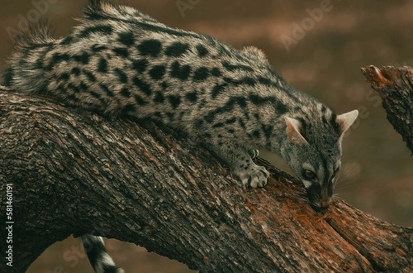 Obraz Genetta genetta