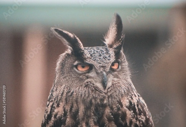 Fototapeta Bubo bubo