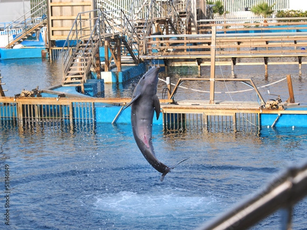Fototapeta dolphin jumping