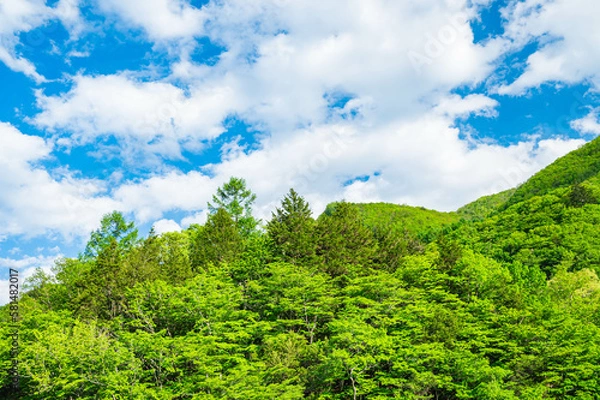Fototapeta 爽やかな青空と新緑の風景　松本市