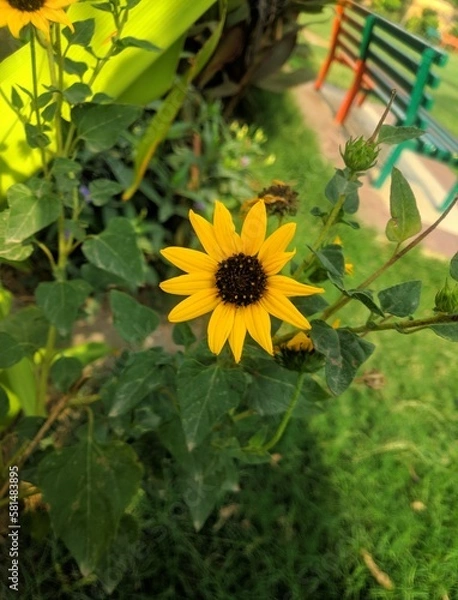 Obraz Sunflower, Sun Flower, सूरजमुखी 