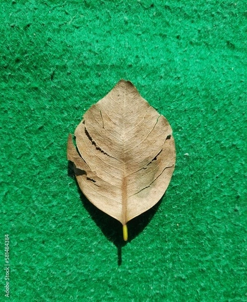 Obraz leaf on the green Grassy ground