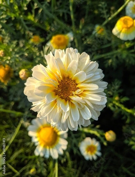 Obraz yellow daisy flower