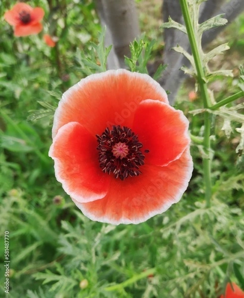Obraz red poppy flower with unique white outer line in the garder