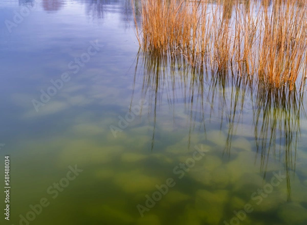 Fototapeta Shallow bay waters and reeds at the shores of the Chesapeake Bay in Maryland