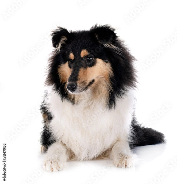 Fototapeta rough collie in studio