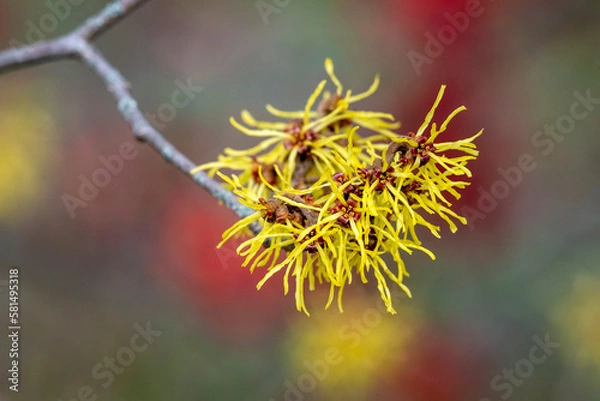 Obraz Hamamelis, Zaubernuss