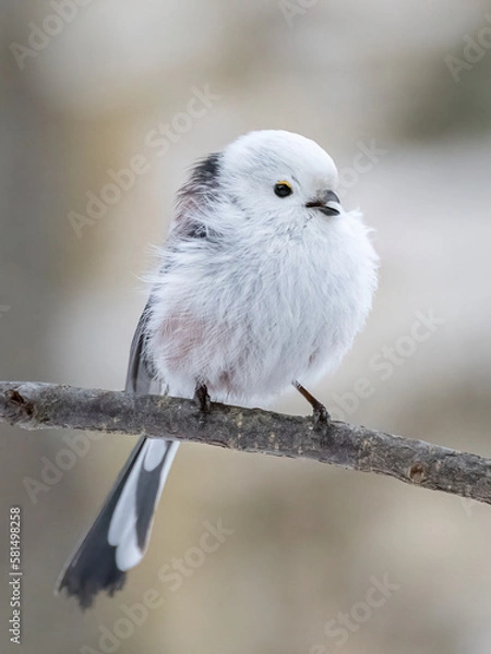 Obraz Long-tailed tit sits on a branch