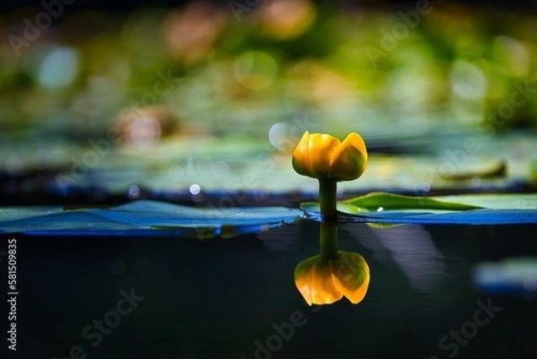 Obraz yellow tulip in water
