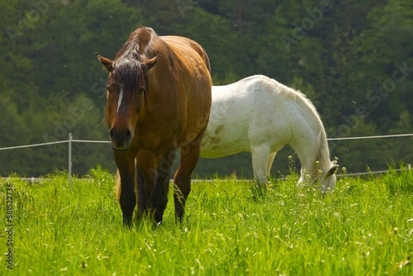 Obraz horse in the meadow