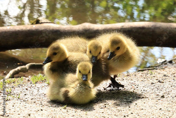 Obraz ducklings