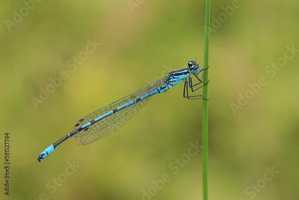 Obraz blue dragonfly