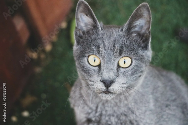 Obraz Russian blue cat looking straight into the camera
