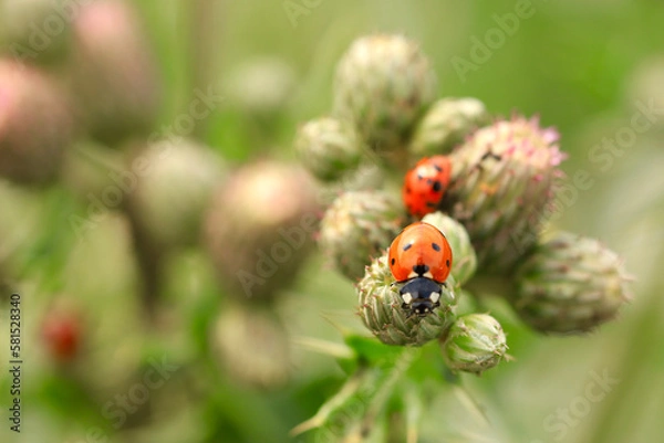 Obraz ladybug