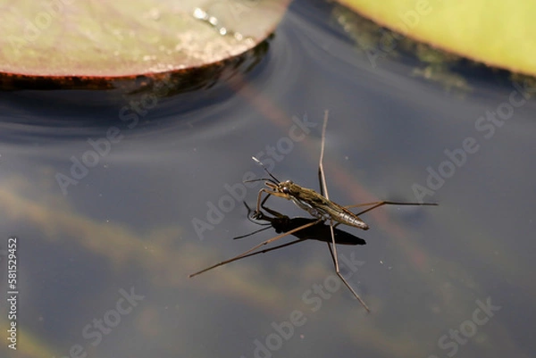 Obraz water strider