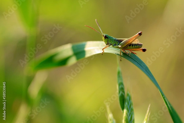 Obraz grasshopper